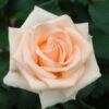 tulbagh-nursery-Osiana-Peach