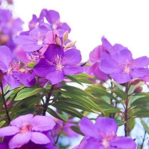 TIBOUCHINA GRANULOSA - Mauve Tibouchina