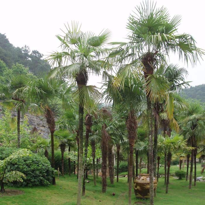 tulbagh-nursery-Houtpalm