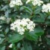 Viburnum tinus compacta | Spring Bouquet