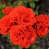 tulbagh-nursery-city-of-belfast
