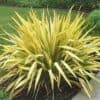 PHORMIUM – Apricot Queen