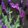 tulbagh-nursery-holland-supreme