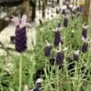 tulbagh-nursery-lavandula-lace