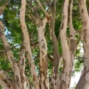 tulbagh-nursery-leopard-tree