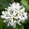 tulbagh-nursery-trachelospemum-jasminoides