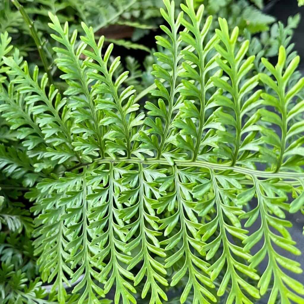 Fern Asplenium | Parvati - Image 3