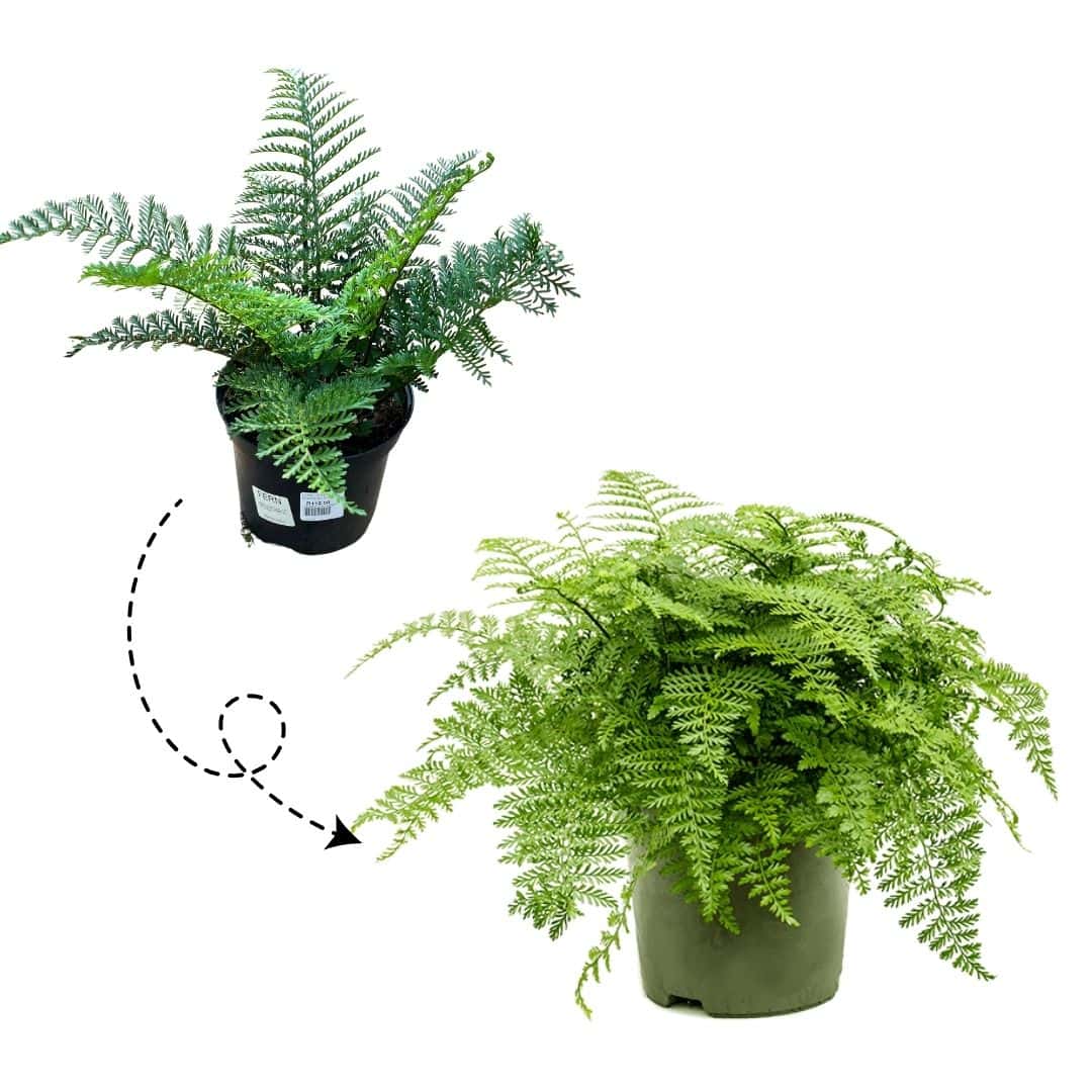 tulbagh-nursery-fern-asplenium-parvati