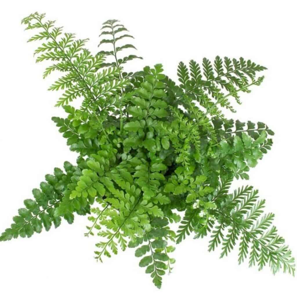 tulbagh-nursery-fern-asplenium-parvati