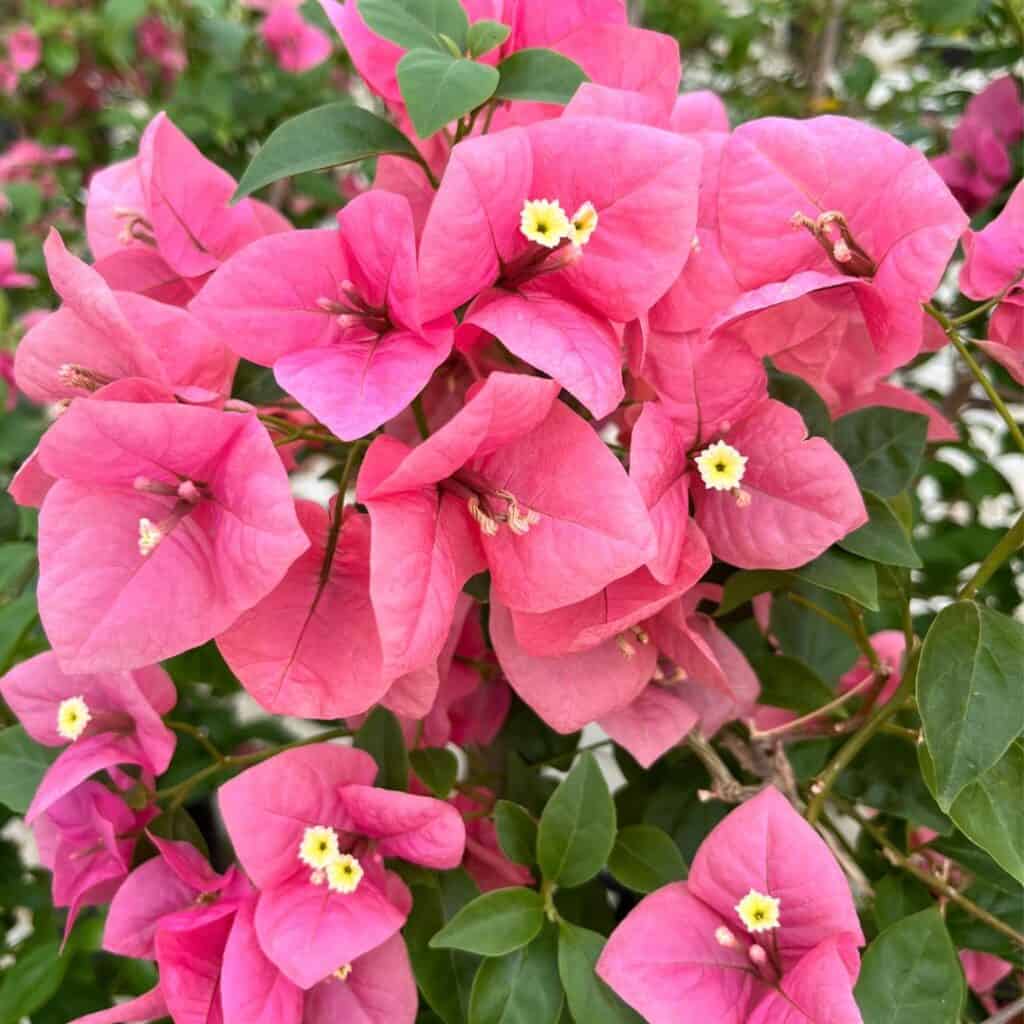 tulbagh-nursery-blushing-beauty-bougainvillea