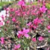 tulbagh-nursery-gaura-pink