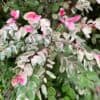 tulbagh-nursery-breynia-disticha-icecream-bush