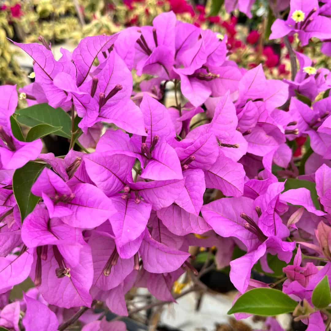tulbagh-nursery-light-purple-bougainvillea