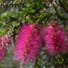tulbagh-nursery-pink-bottlebrush