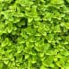 tulbagh-nursery-oregano-golden