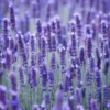 tulbagh-nursery-lavandula-angustifolia-english