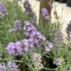 tulbagh-nursery-lavandula-hidcote