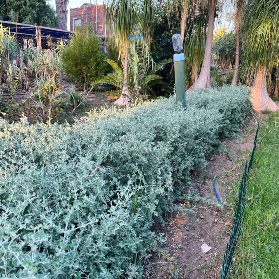 tulbagh-nursery-rhagodia-hastata-saltbush