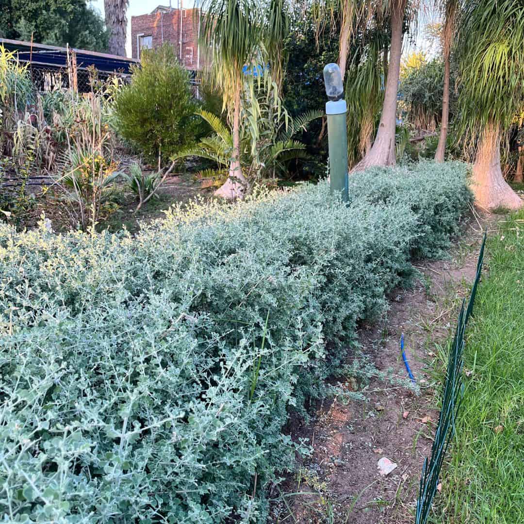 tulbagh-nursery-rhagodia-hastata-saltbush