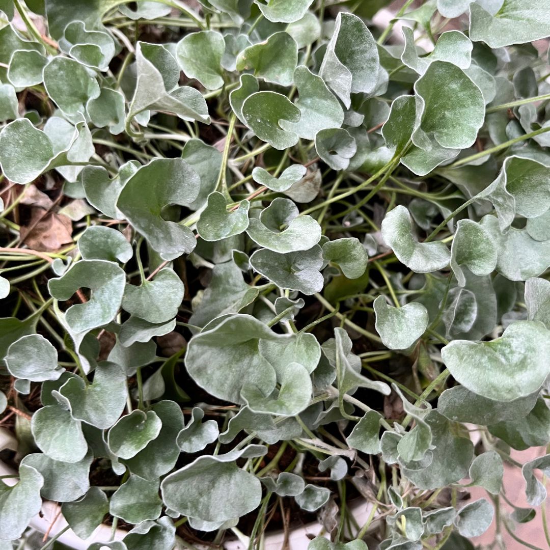 tulbagh-nursery-dichondra-silver-falls