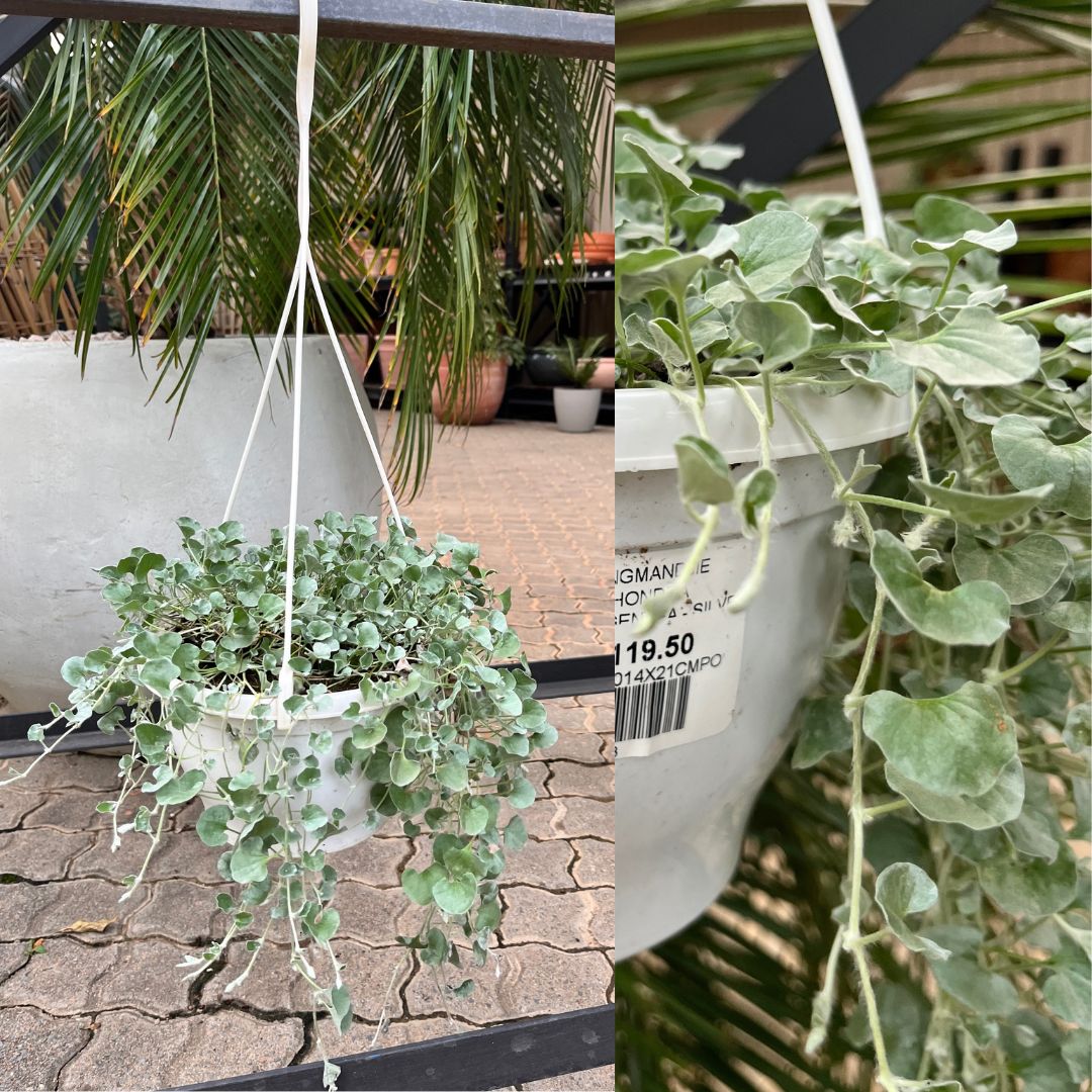 tulbagh-nursery-dichondra-silver-falls