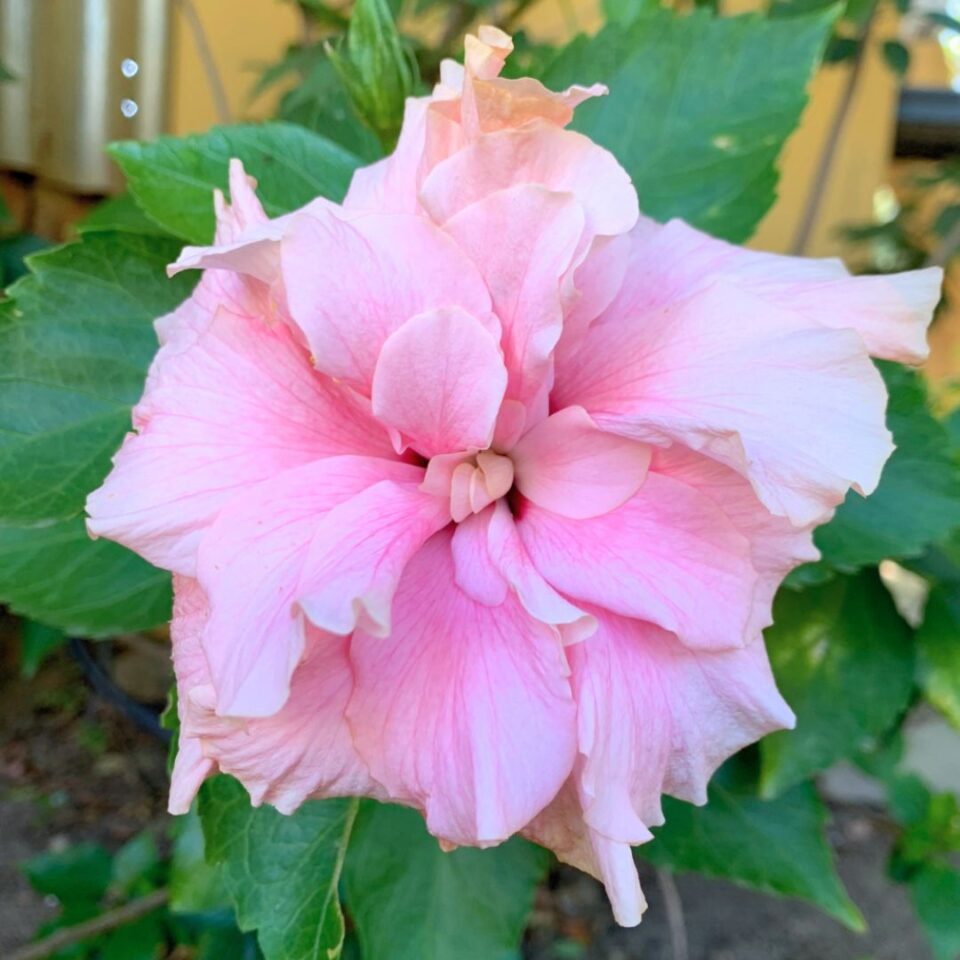 tulbagh-nursery-double-baby-pink