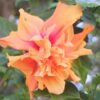 tulbagh-nursery-double-orange