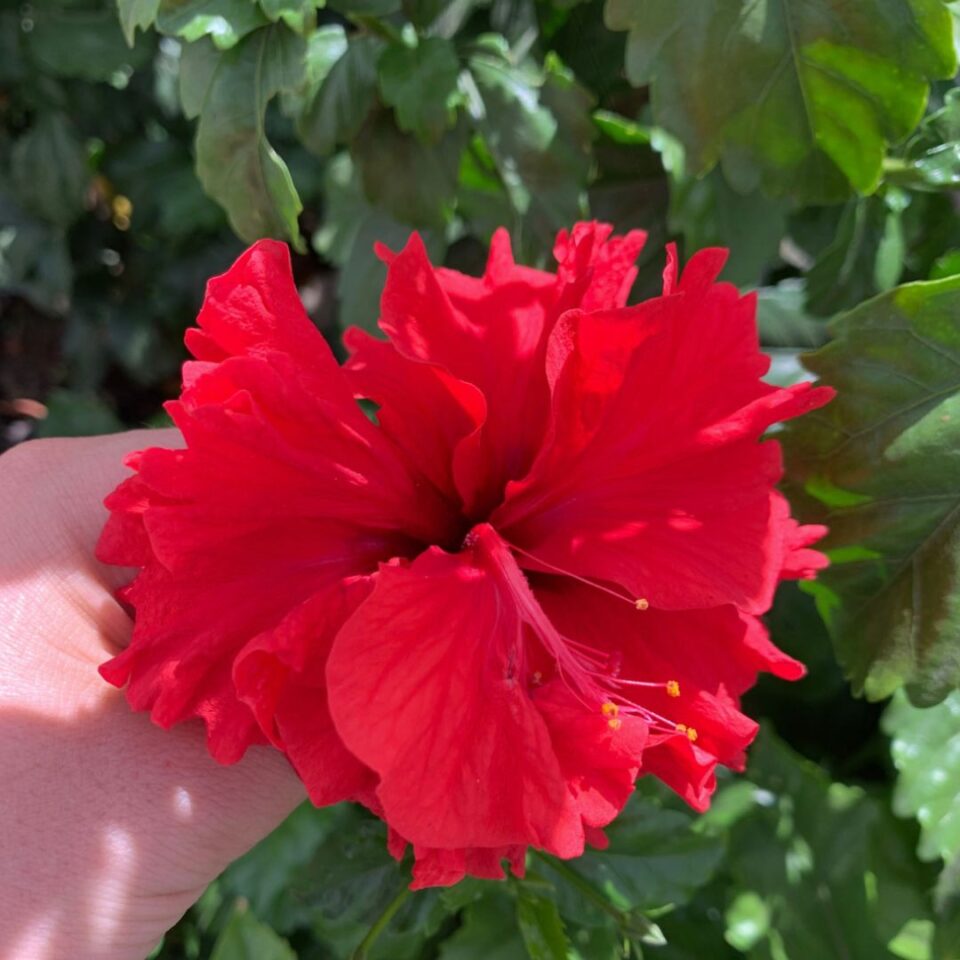 tulbagh-nursery-hibiscus-double-red