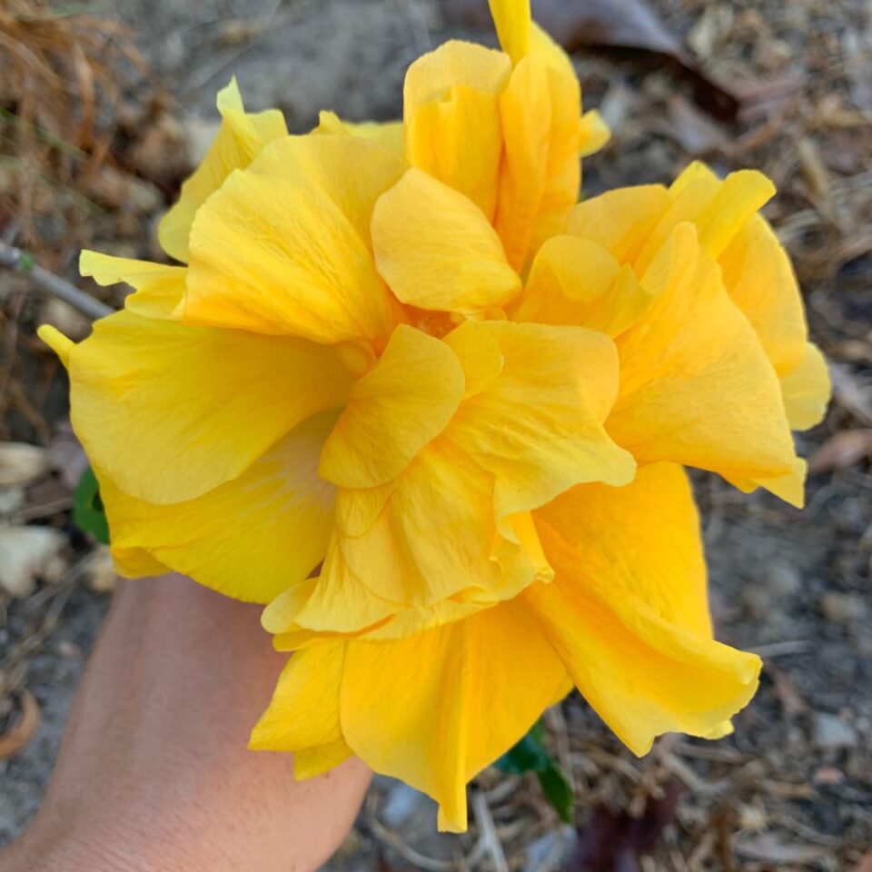 tulbagh-nursery-double-yellow