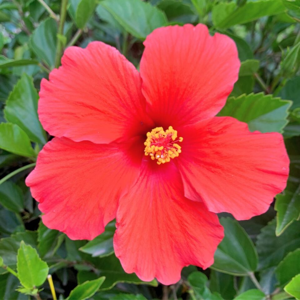 tulbagh-nursery-hot-red