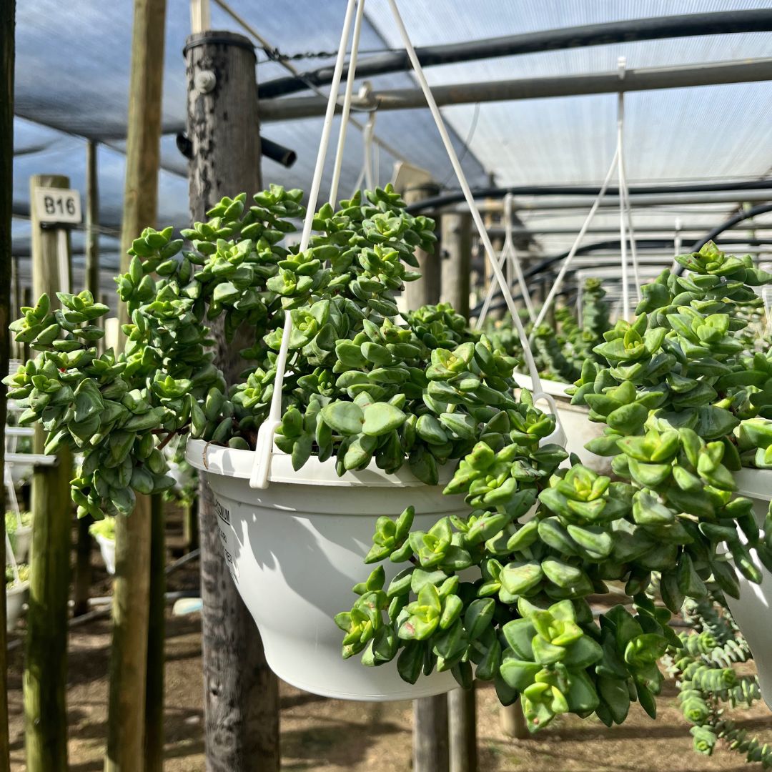 tulbagh-nursery-string-of-buttons