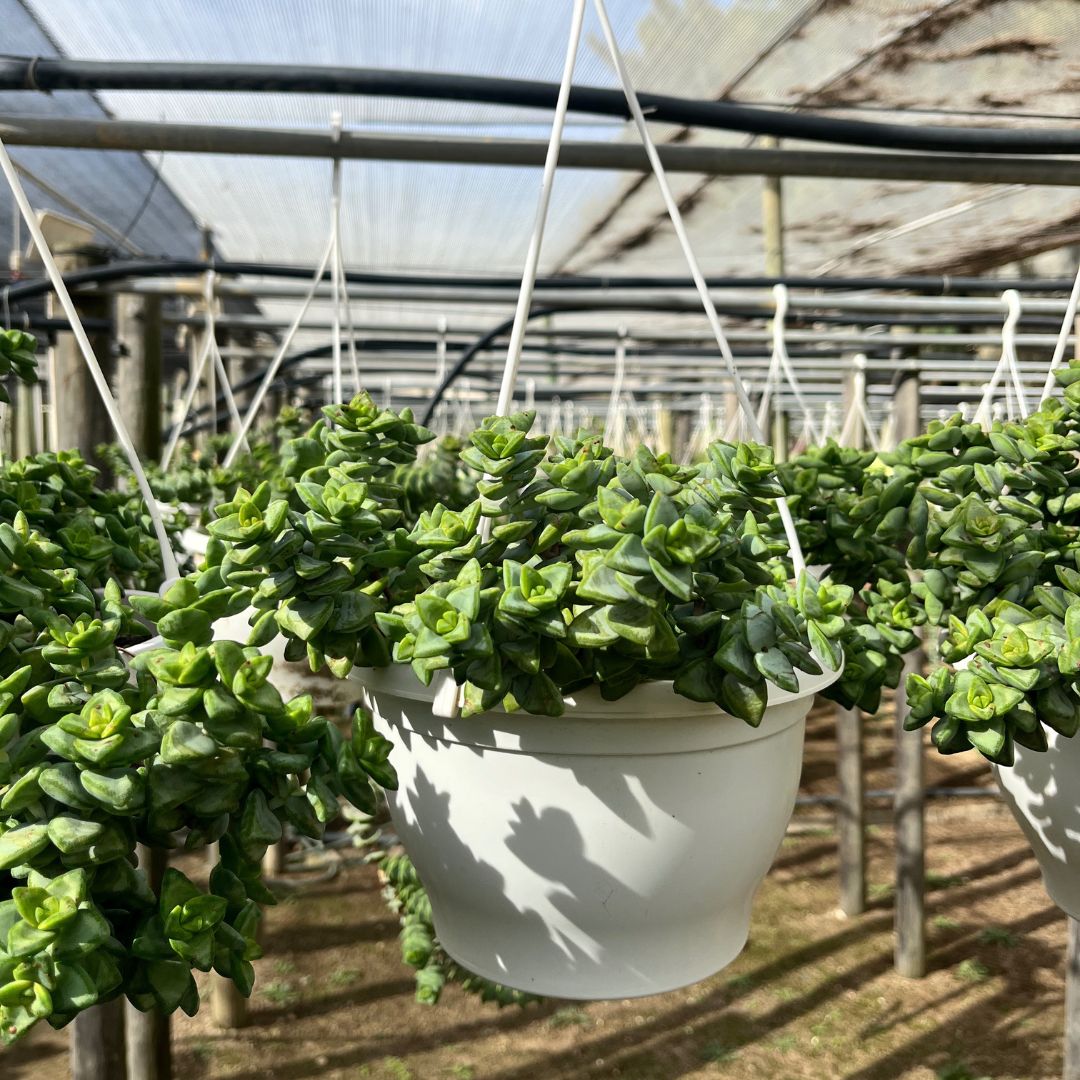 tulbagh-nursery-string-of-buttons