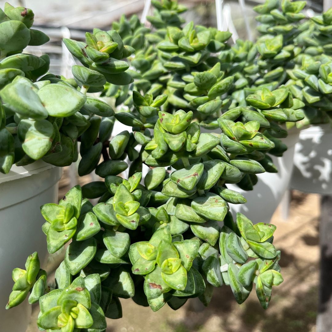 tulbagh-nursery-string-of-buttons