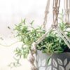 tulbagh-nursery-string-of-dolphins-senecio-peregrinus