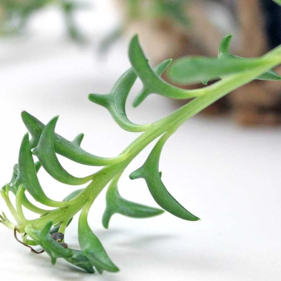 tulbagh-nursery-string-of-dolphins-senecio-peregrinus