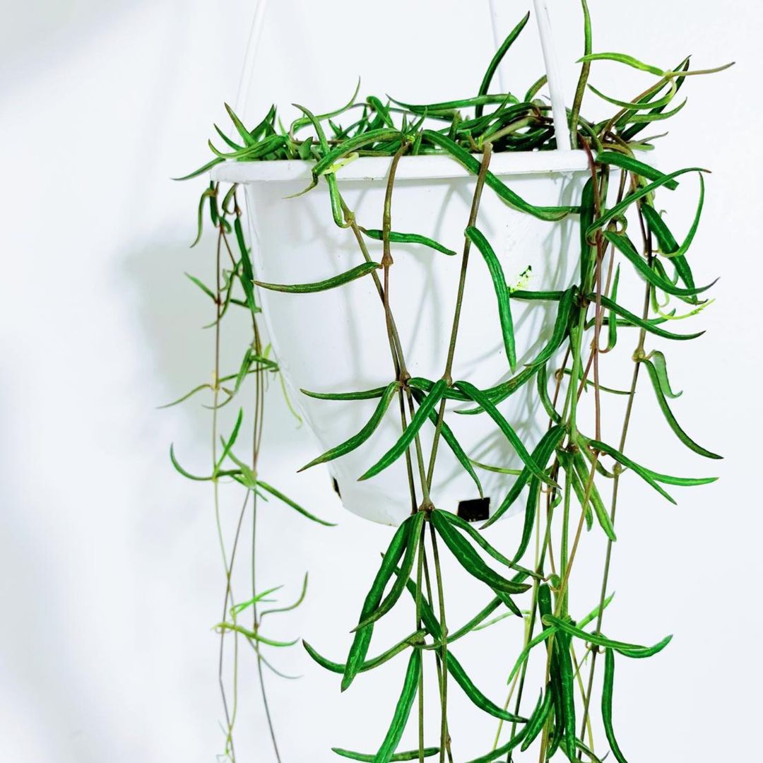 tulbagh-nursery-string-of-needles