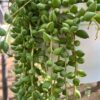 tulbagh-nursery-string-of-tears