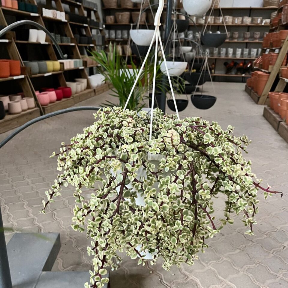 portulacaria-afra-prostrata-variegated