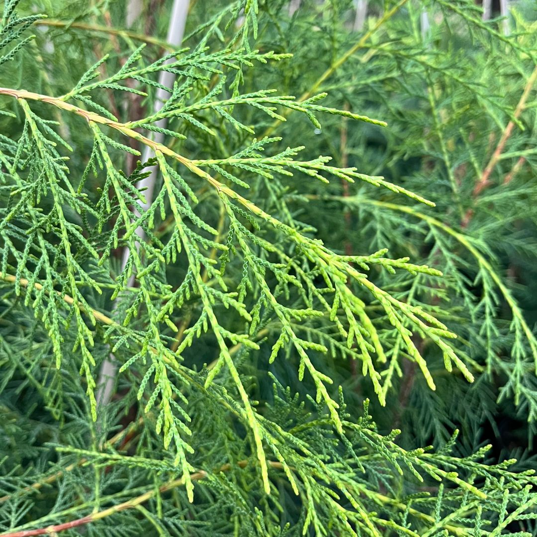 tulbagh-nursery-cupressus-tortulosa