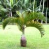 tulbagh-nursery-spindle-palm