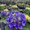 tulbagh-nursery-hydrangea-jip-blue