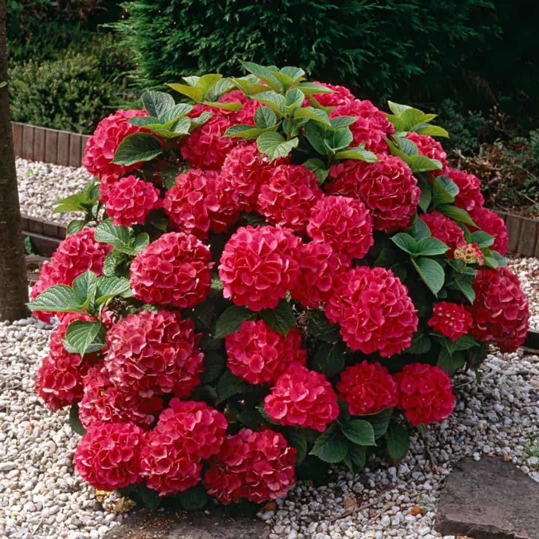 tulbagh-nursery-hydrangea-hot-red