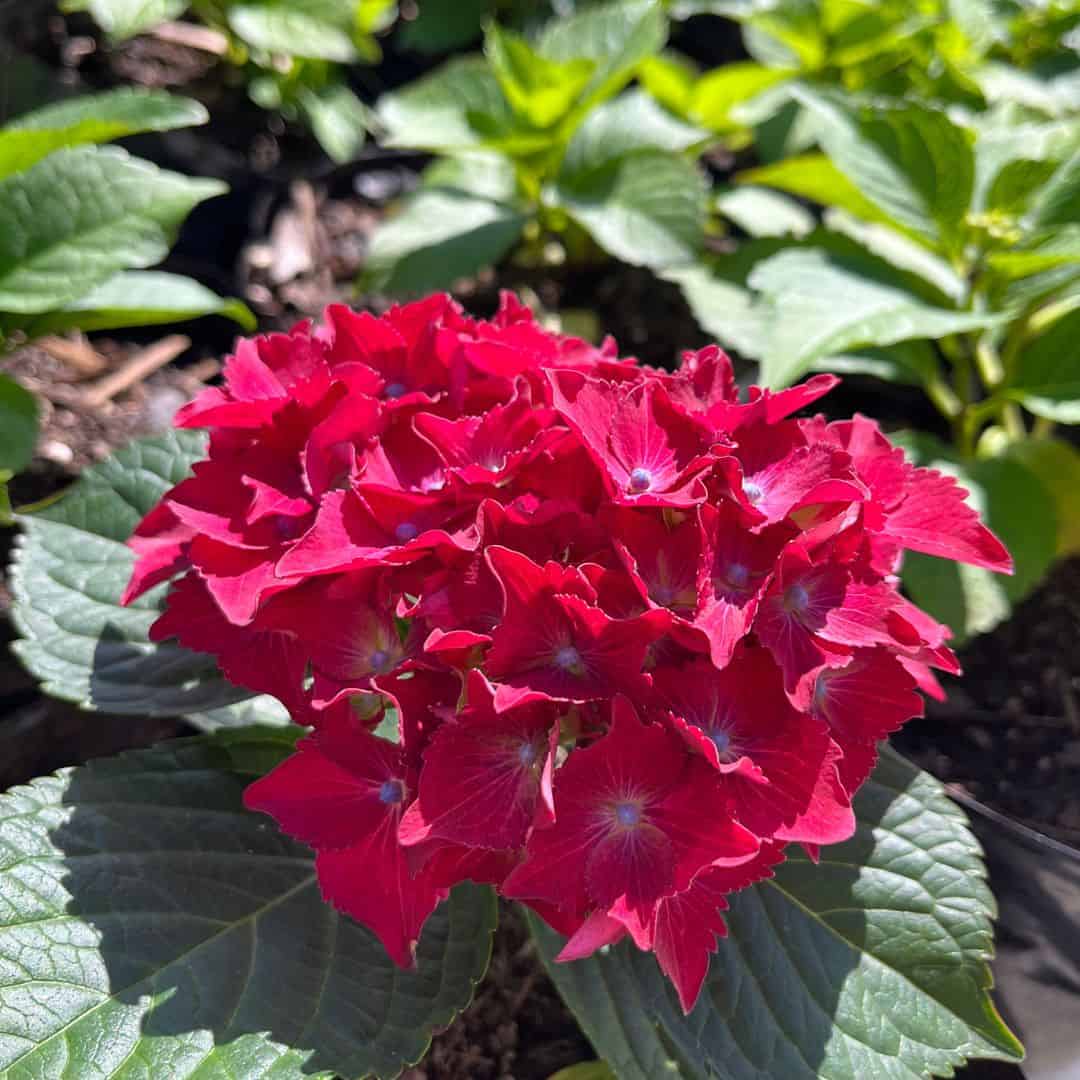 tulbagh-nursery-hydrangea-hot-red