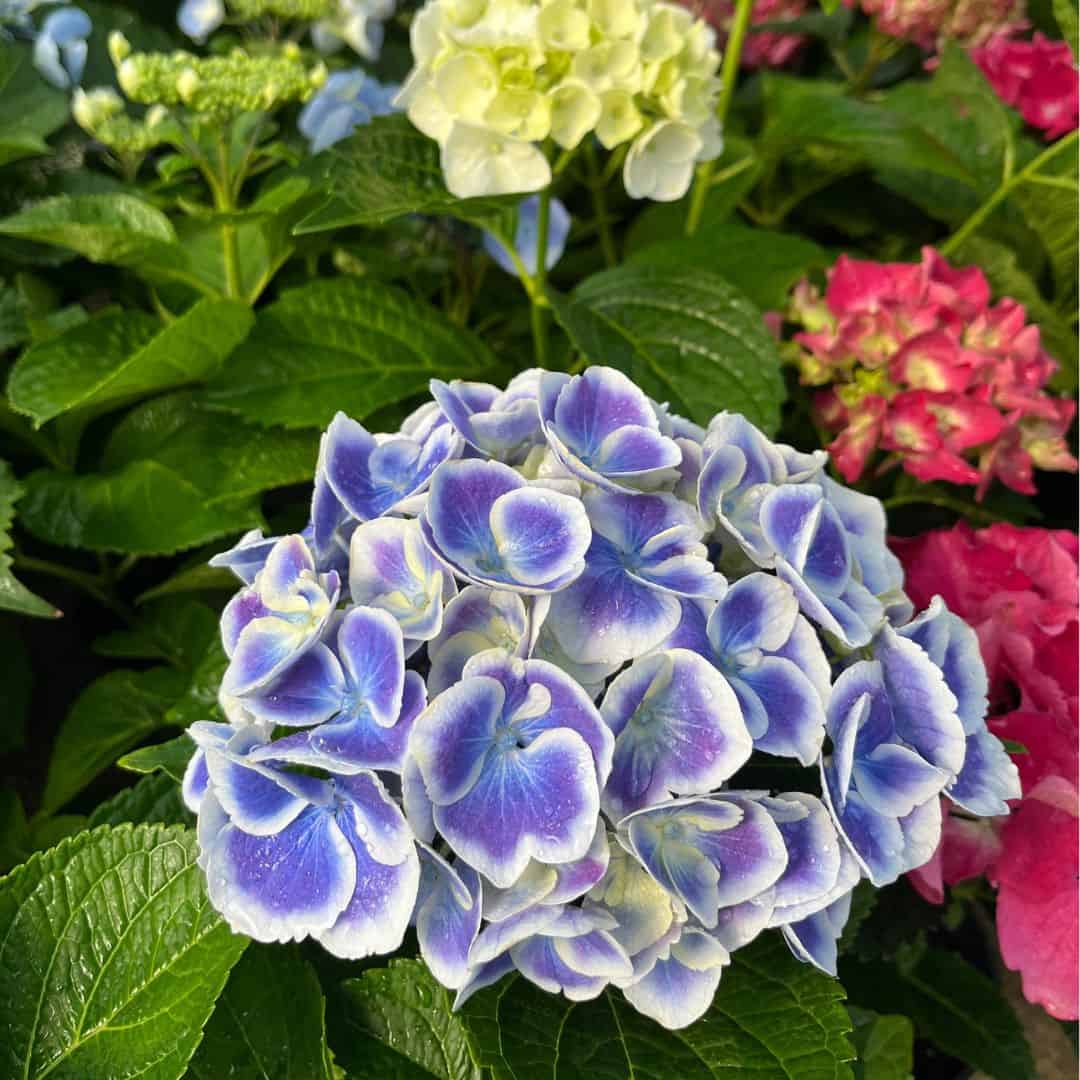 tulbagh-nursery-hydrangea-pink-blue-with-white-edge-hydrangea