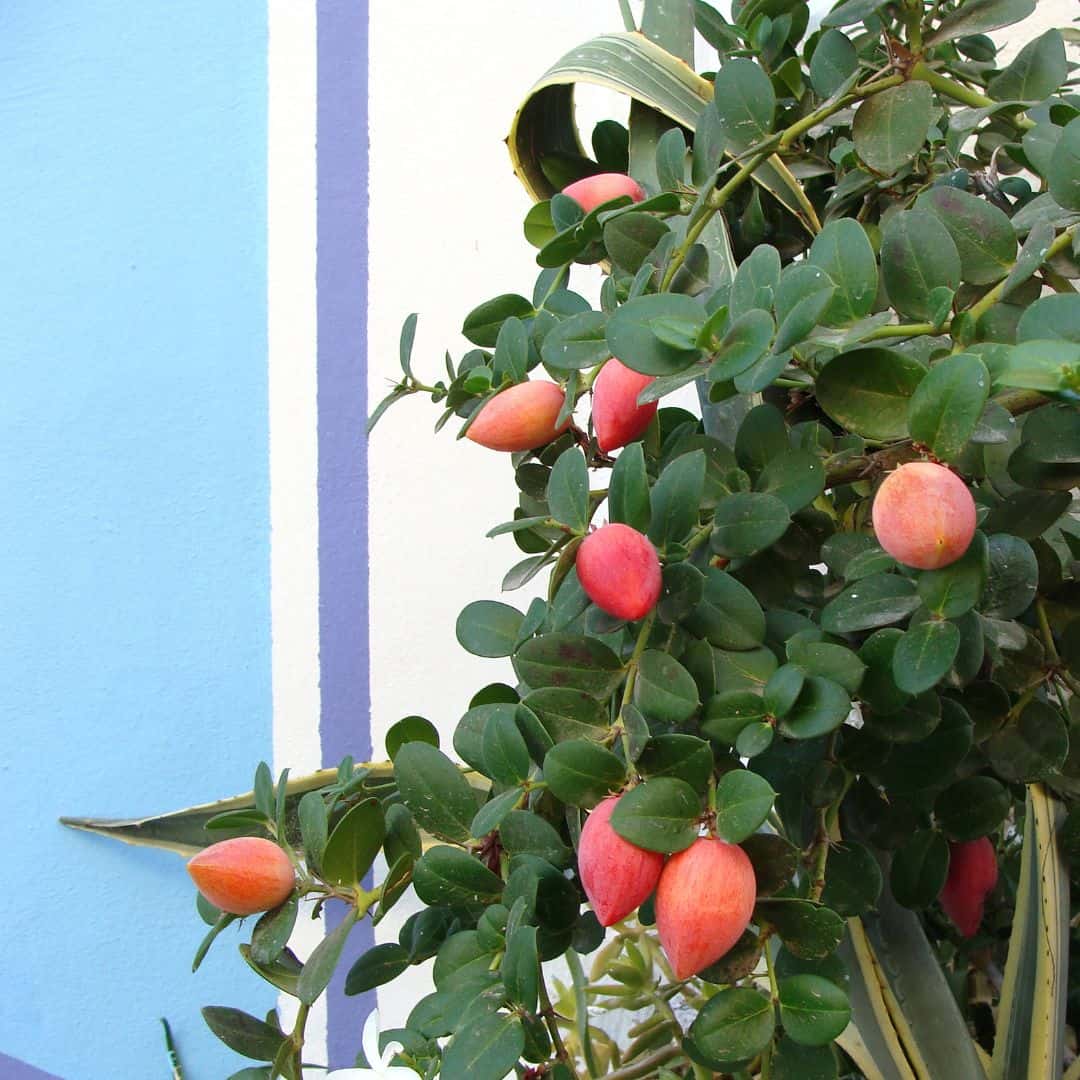 tulbagh-nursery-carissa-macrocarpa-num-num