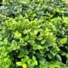 tulbagh-nursery-carissa-bispinosa-storm