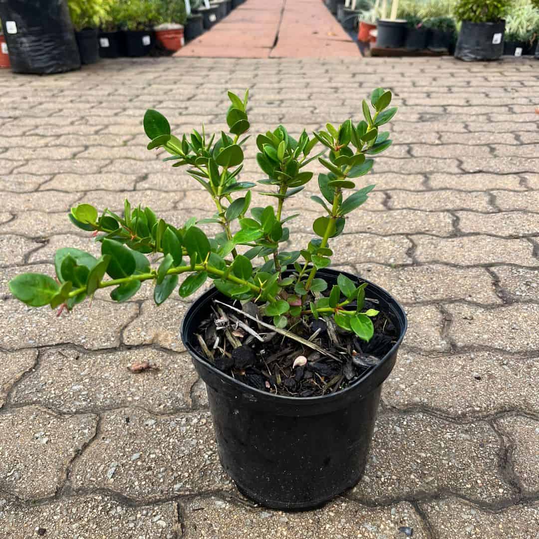 tulbagh-nursery-carissa-macrocarpa-num-num