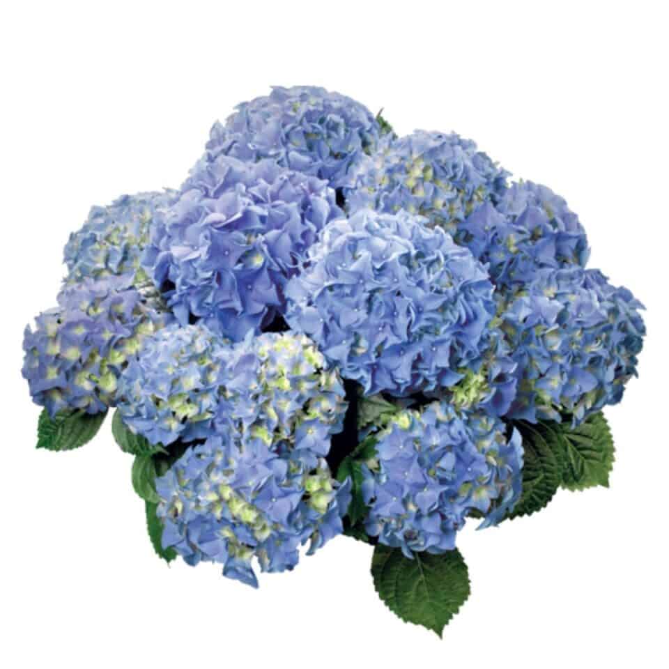 tulbagh-nursery-hydrangea-early-blue