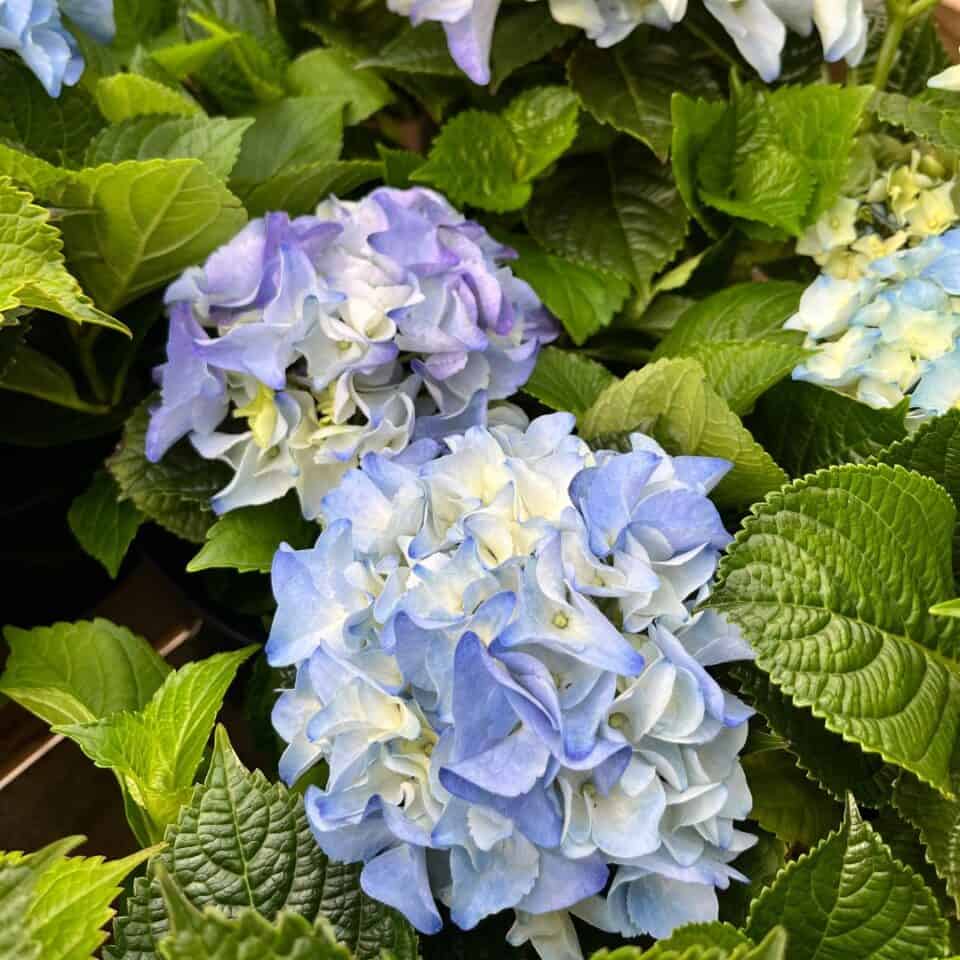 tulbagh-nursery-hydrangea-early-blue