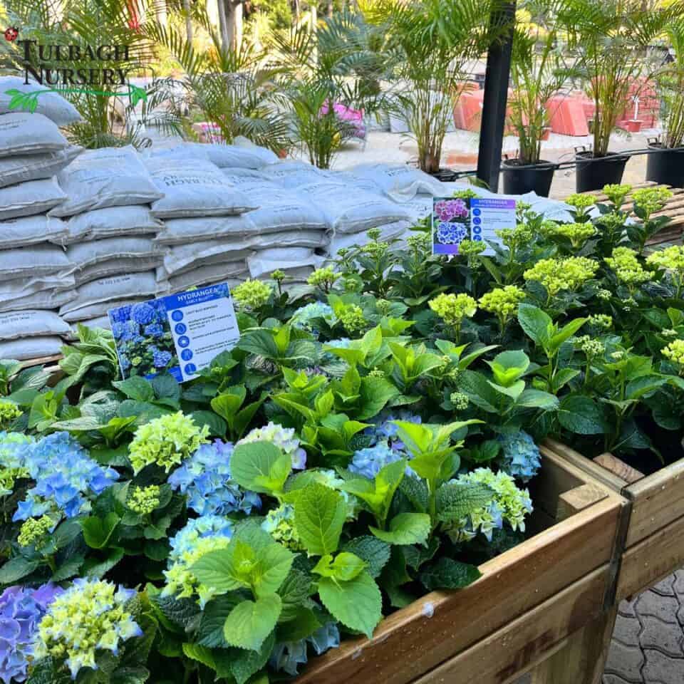 tulbagh-nursery-hydrangea-early-blue